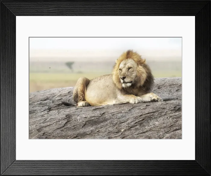 Framed Print : Male lion on a kopje in the Serengeti, Tanzania Framed Print : Male lion on a kopje in the Serengeti, Tanzania