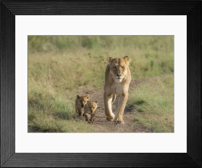 Framed Print : lion family, with cubs, in the Serengeti, Tanzania