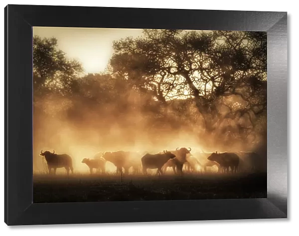 A herd of buffaloes at sunrise in the Serengeti, Tanzania