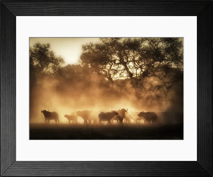 Framed Print : A herd of buffaloes at sunrise in the Serengeti, Tanzania