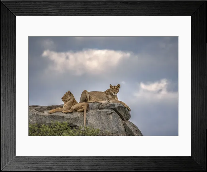 Framed Print : Lionesses resting on top of a kopje in the Serengeti, Tanzania Framed Print : Lionesses resting on top of a kopje in the Serengeti, Tanzania