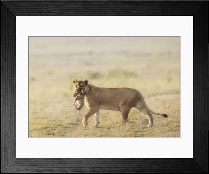 Framed Print : Female lion carrying a baby cub in her mouth, Serengeti, Tanzania Framed Print : Female lion carrying a baby cub in her mouth, Serengeti, Tanzania