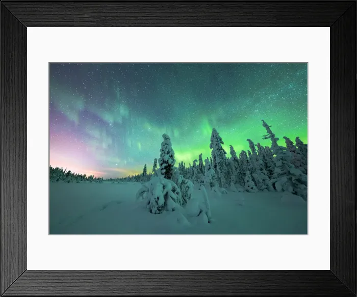 Framed Print : Frozen trees in the snow under the multi colored sky during the Northern Lights, Iso Syote, Lapland, Finland Framed Print : Frozen trees in the snow under the multi colored sky during the Northern Lights, Iso Syote, Lapland, Finland