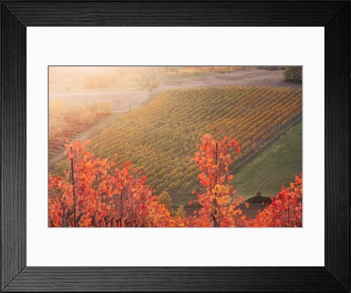 Framed Print : Lambrusco vineyards in Castelvetro di Modena. Castelvetro di Modena, Modena province, Emilia Romagna, Italy Framed Print : Lambrusco vineyards in Castelvetro di Modena. Castelvetro di Modena, Modena province, Emilia Romagna, Italy