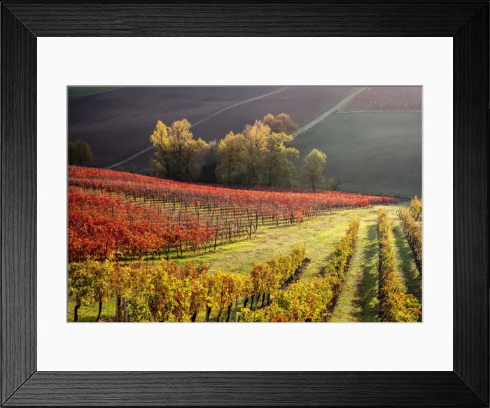 Framed Print : Lambrusco vineyards in Castelvetro di Modena. Castelvetro di Modena, Modena province, Emilia Romagna, Italy Framed Print : Lambrusco vineyards in Castelvetro di Modena. Castelvetro di Modena, Modena province, Emilia Romagna, Italy