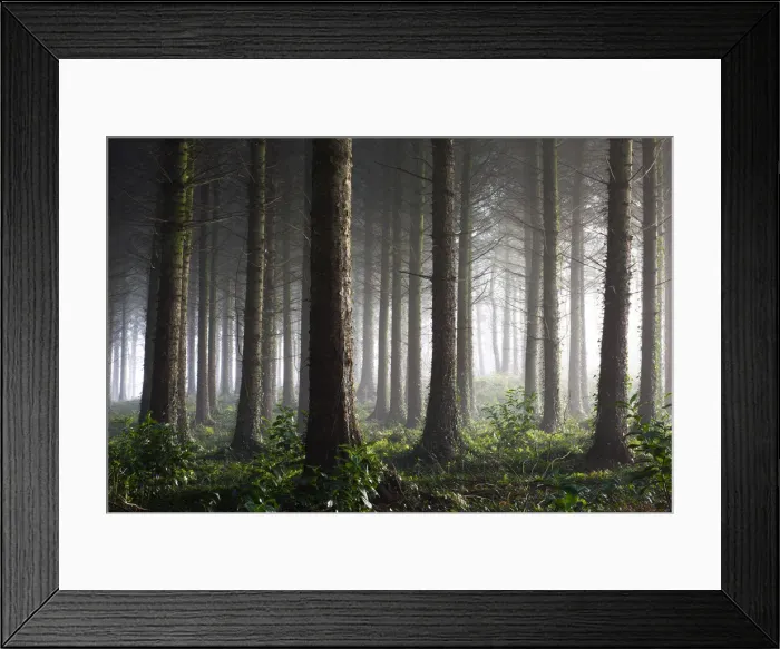 Framed Print : Coniferous pine tree plantation in Morchard Bishop, Mid Devon, England. Winter (December) 2009 Framed Print : Coniferous pine tree plantation in Morchard Bishop, Mid Devon, England. Winter (December) 2009