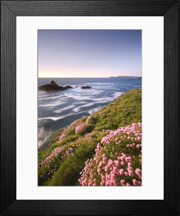 Framed Print : Sea Thrift (Armeria maritima) wildflowers growing on the Cornish clifftops, looking towards Trevose Head, Cornwall, England. Spring (May) 2010 Framed Print : Sea Thrift (Armeria maritima) wildflowers growing on the Cornish clifftops, looking towards Trevose Head, Cornwall, England. Spring (May) 2010