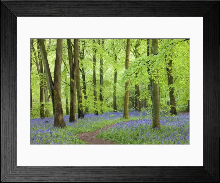 Framed Print : Footpath through a beech woodland and carpet of Common Bluebells (Hyacinthoides non-scripta), West Woods, Lockeridge, Wiltshire, England. Spring (May) 2010 Framed Print : Footpath through a beech woodland and carpet of Common Bluebells (Hyacinthoides non-scripta), West Woods, Lockeridge, Wiltshire, England. Spring (May) 2010