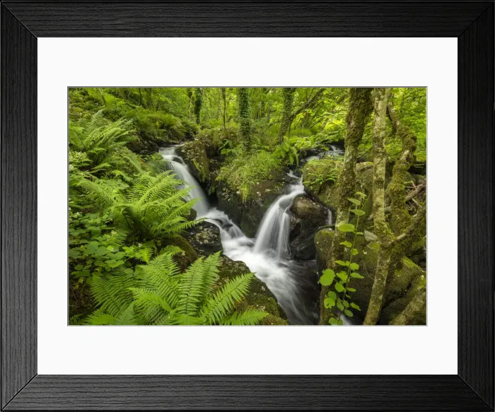 Framed Print : Tumbling waterfalls on a fast flowing stream through a verdant fern carpeted woodland, Dartmoor National Park, Devon, England. Summer (July) 2021 Framed Print : Tumbling waterfalls on a fast flowing stream through a verdant fern carpeted woodland, Dartmoor National Park, Devon, England. Summer (July) 2021
