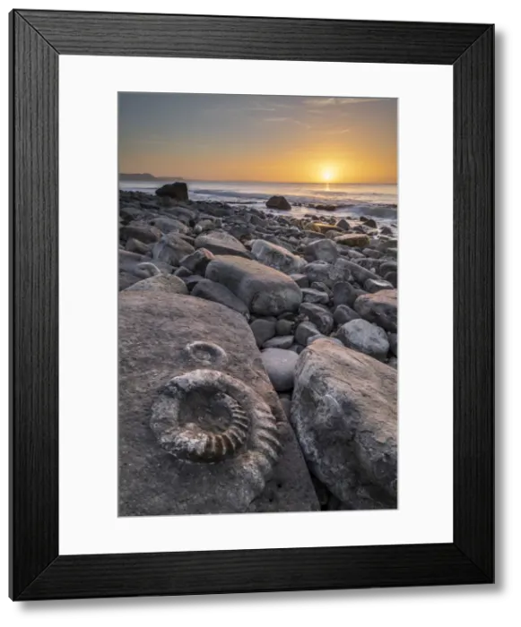 Framed Print : Fossilized ammonite on the Ammonite Pavement at sunrise, Lyme Regis, Dorset, England. Winter (February) 2022 Framed Print : Fossilized ammonite on the Ammonite Pavement at sunrise, Lyme Regis, Dorset, England. Winter (February) 2022
