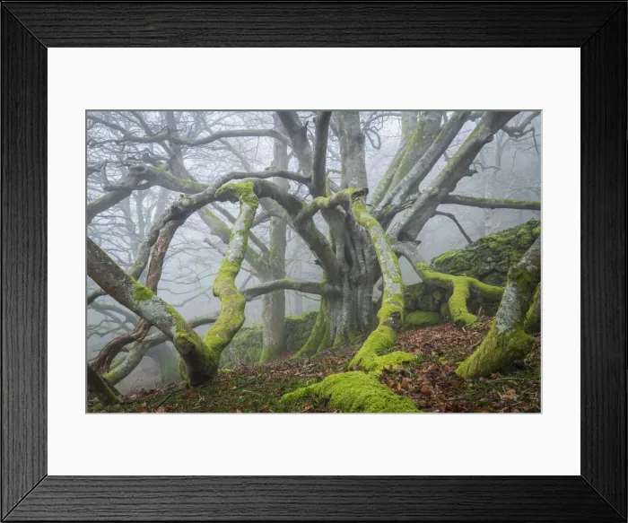 Framed Print : Magnificent, ancient beech tree in a foggy Dartmoor woodland, Devon, England. Winter (March) 2022 Framed Print : Magnificent, ancient beech tree in a foggy Dartmoor woodland, Devon, England. Winter (March) 2022