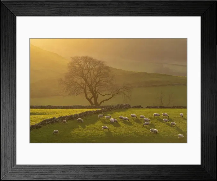 Framed Print : Afternoon Sunshine on Grazing Sheep, near Earl Sterndale, Peak District National Park, Derbyshire, England Framed Print : Afternoon Sunshine on Grazing Sheep, near Earl Sterndale, Peak District National Park, Derbyshire, England