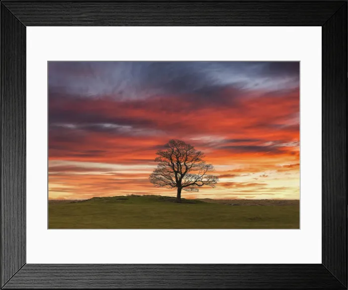 Framed Print : Lone Tree at Sunset, near Earl Sterndale, Peak District National Park, Derbyshire, England Framed Print : Lone Tree at Sunset, near Earl Sterndale, Peak District National Park, Derbyshire, England