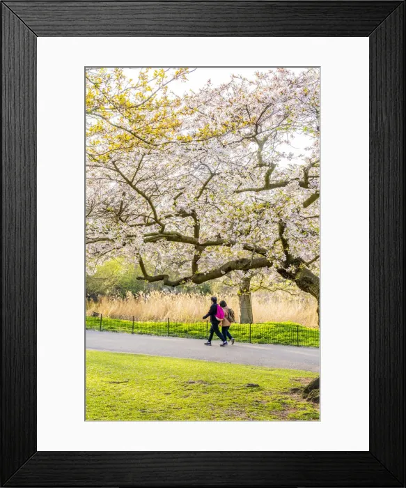 Framed Print : People walking under a cherry blossom tree in St James Park, London, England, Uk