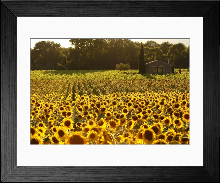 Framed Print : France, Provence, Lonely farmhouse in a field full of sunflowers, lonely tree, sunset Framed Print : France, Provence, Lonely farmhouse in a field full of sunflowers, lonely tree, sunset