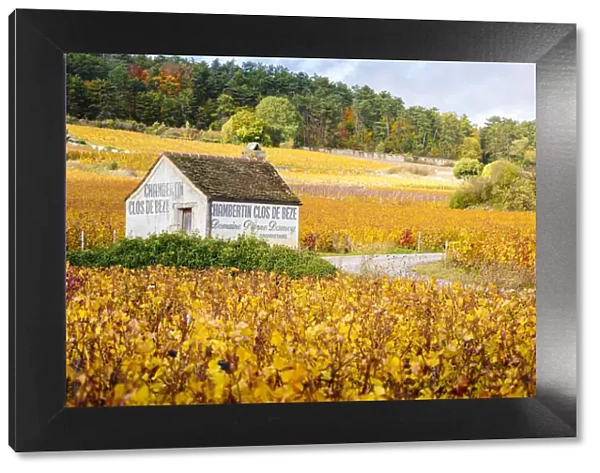Bourgogne wine region (Burgundy), France, Europe. Autumn landscape, vineyards. Chambertin Clos de Beze hut