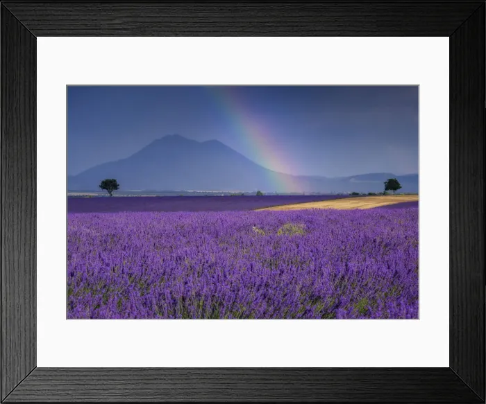 Framed Print : Rainbow over lavender field (Lavendula augustifolia), Valensole, Plateau de Valensole, Alpes-de-Haute-Provence, Provence-Alpes-Cote d Azur, Provence, France Framed Print : Rainbow over lavender field (Lavendula augustifolia), Valensole, Plateau de Valensole, Alpes-de-Haute-Provence, Provence-Alpes-Cote d Azur, Provence, France