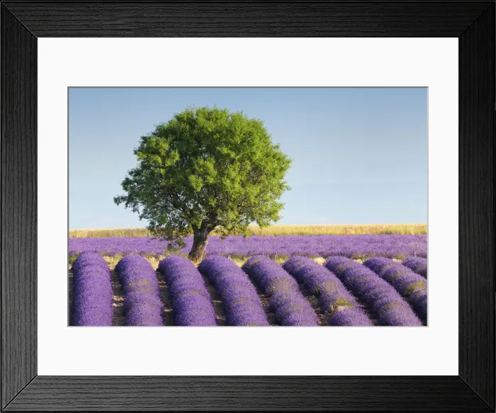 Framed Print : Lone tree in Lavender field (Lavendula augustifolia), Valensole, Plateau de Valensole, Alpes-de-Haute-Provence, Provence-Alpes-Cote d Azur, Provence, France Framed Print : Lone tree in Lavender field (Lavendula augustifolia), Valensole, Plateau de Valensole, Alpes-de-Haute-Provence, Provence-Alpes-Cote d Azur, Provence, France