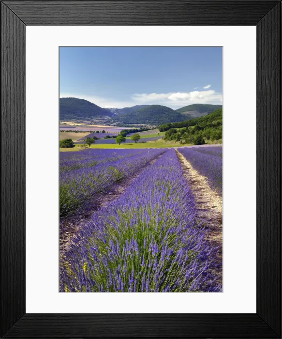Framed Print : Lavender field next to Banon, Banon, Provence, Provence-Alpes-Cote d Azur, Alpes de Haute Provence, France Framed Print : Lavender field next to Banon, Banon, Provence, Provence-Alpes-Cote d Azur, Alpes de Haute Provence, France