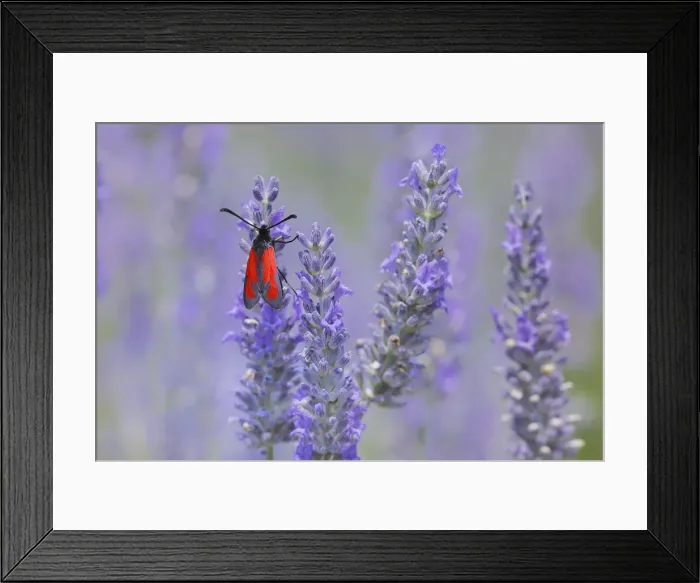 Framed Print : Blood droplet burnet [Zygaena minos] Plateau de Valensole, Provence, Provence-Alpes-Cote d Azur, Alpes de Haute Provence, Southern France, France