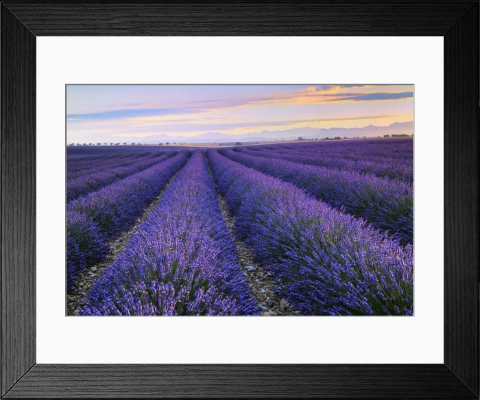 Framed Print : Blossoming Lavender field at dawn, (Lavendula augustifolia), Plateau de Valensole, Provence, Provence-Alpes-Cote d Azur, Alpes de Haute Provence, Southern France, France Framed Print : Blossoming Lavender field at dawn, (Lavendula augustifolia), Plateau de Valensole, Provence, Provence-Alpes-Cote d Azur, Alpes de Haute Provence, Southern France, France