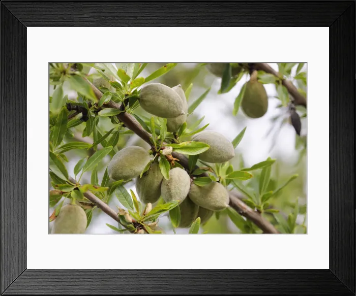 Framed Print : Almond twig with nuts, (Prunus triloba), Provence, Provence-Alpes-Cote d Azur, Alpes de Haute Provence, Southern France, France