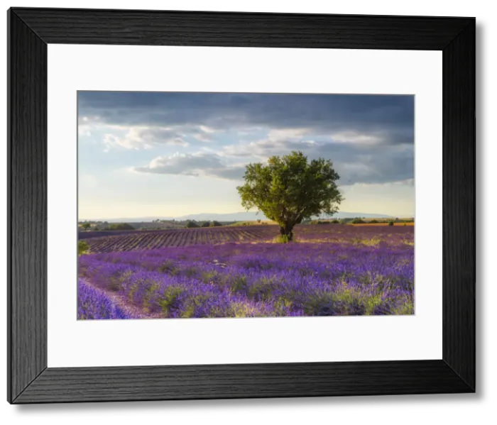 Framed Print : Lavender field (Lavendula augustifolia) and almond tree at sunset, Provence-Alpes-Cote d Azur, Alpes de Haute Provence, Pullmosion, Valensole, Provence, Plateau de Valensole, France