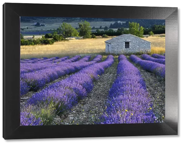 Stone house in Lavender field (Lavendula augustifolia), Sault, Plateau de Vaucluse, Alpes-de-Haute-Provence, Provence-Alpes-Cote d Azur, Provence, France