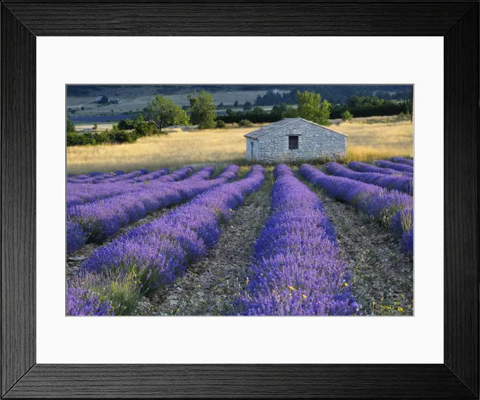Framed Print : Stone house in Lavender field (Lavendula augustifolia), Sault, Plateau de Vaucluse, Alpes-de-Haute-Provence, Provence-Alpes-Cote d Azur, Provence, France Framed Print : Stone house in Lavender field (Lavendula augustifolia), Sault, Plateau de Vaucluse, Alpes-de-Haute-Provence, Provence-Alpes-Cote d Azur, Provence, France