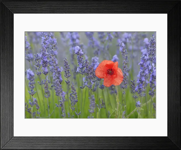 Framed Print : Red Poppy (Papaver) and Lavender (Lavendula augustifolia), Sault, Plateau de Vaucluse, Alpes-de-Haute-Provence, Provence-Alpes-Cote d Azur, Provence, France Framed Print : Red Poppy (Papaver) and Lavender (Lavendula augustifolia), Sault, Plateau de Vaucluse, Alpes-de-Haute-Provence, Provence-Alpes-Cote d Azur, Provence, France