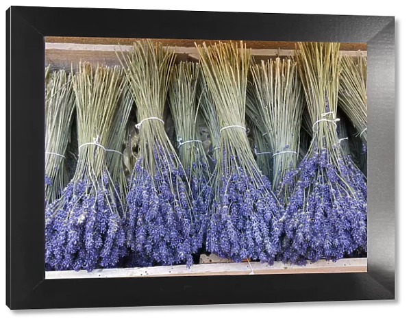 Bundled Lavender (Lavendula augustifolia), Sault, Alpes-de-Haute-Provence, Provence-Alpes-Cote d Azur, Provence, France