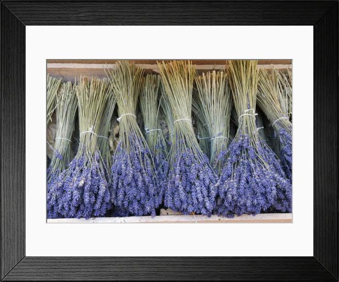 Framed Print : Bundled Lavender (Lavendula augustifolia), Sault, Alpes-de-Haute-Provence, Provence-Alpes-Cote d Azur, Provence, France Framed Print : Bundled Lavender (Lavendula augustifolia), Sault, Alpes-de-Haute-Provence, Provence-Alpes-Cote d Azur, Provence, France