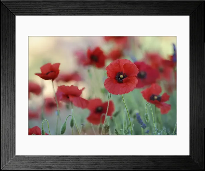 Framed Print : Red Poppy (Papaver), Sault, Plateau de Vaucluse, Alpes-de-Haute-Provence, Provence-Alpes-Cote d Azur, Provence, France Framed Print : Red Poppy (Papaver), Sault, Plateau de Vaucluse, Alpes-de-Haute-Provence, Provence-Alpes-Cote d Azur, Provence, France
