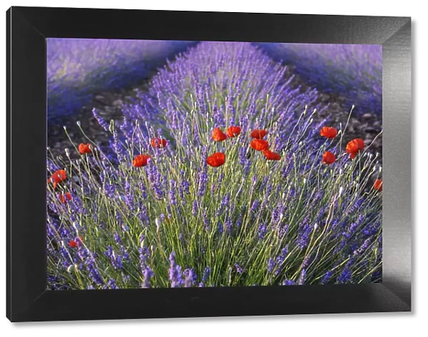 Poppies (Papaver) and Lavender field (Lavendula augustifolia), Valensole, Plateau de Valensole, Alpes-de-Haute-Provence, Provence-Alpes-Cote d Azur, Provence, France