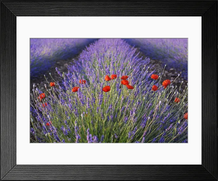 Framed Print : Poppies (Papaver) and Lavender field (Lavendula augustifolia), Valensole, Plateau de Valensole, Alpes-de-Haute-Provence, Provence-Alpes-Cote d Azur, Provence, France