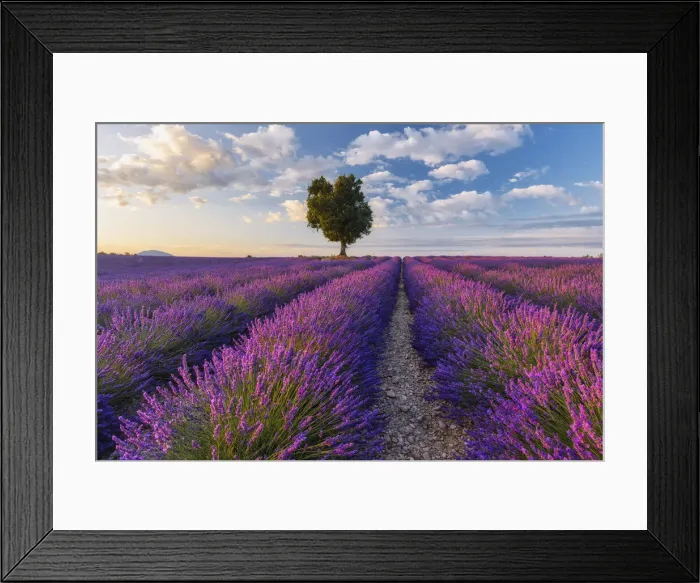 Framed Print : Lone Tree in Lavender field (Lavendula augustifolia), Valensole, Plateau de Valensole, Alpes-de-Haute-Provence, Provence-Alpes-Cote d Azur, Provence, France Framed Print : Lone Tree in Lavender field (Lavendula augustifolia), Valensole, Plateau de Valensole, Alpes-de-Haute-Provence, Provence-Alpes-Cote d Azur, Provence, France