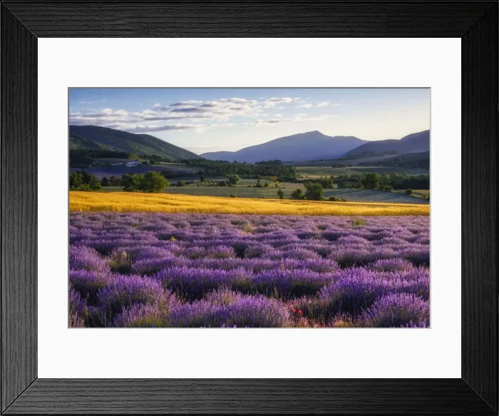 Framed Print : Lavender field at Plateau de Vaucluse, (Lavendula augustifolia), Sault, Provence, Provence-Alpes-Cote d Azur, Alpes de Haute Provence, Provence, South France, France Framed Print : Lavender field at Plateau de Vaucluse, (Lavendula augustifolia), Sault, Provence, Provence-Alpes-Cote d Azur, Alpes de Haute Provence, Provence, South France, France