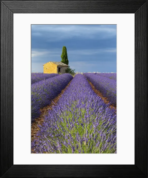 Framed Print : Cottage in Lavender field (Lavandula), Valensole, Plateau de Valensole, Alpes-de-Haute-Provence, Provence-Alpes-Cote d Azur, Provence, France Framed Print : Cottage in Lavender field (Lavandula), Valensole, Plateau de Valensole, Alpes-de-Haute-Provence, Provence-Alpes-Cote d Azur, Provence, France