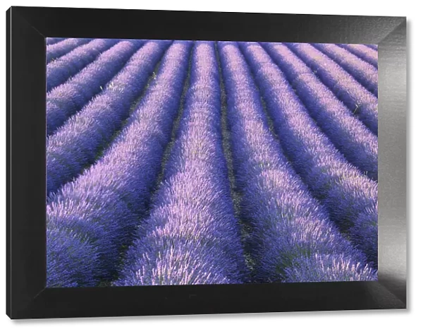Rows of Lavender field (Lavendula augustifolia), Valensole, Plateau de Valensole, Alpes-de-Haute-Provence, Provence-Alpes-Cote d Azur, Provence, France