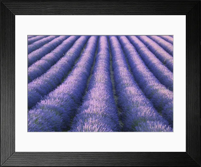Framed Print : Rows of Lavender field (Lavendula augustifolia), Valensole, Plateau de Valensole, Alpes-de-Haute-Provence, Provence-Alpes-Cote d Azur, Provence, France Framed Print : Rows of Lavender field (Lavendula augustifolia), Valensole, Plateau de Valensole, Alpes-de-Haute-Provence, Provence-Alpes-Cote d Azur, Provence, France