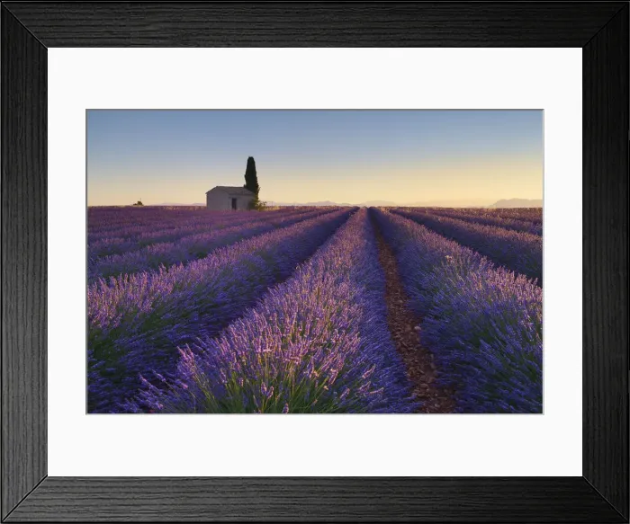 Framed Print : Cottage in Lavender field (Lavendula augustifolia) at sunrise, Valensole, Plateau de Valensole, Alpes-de-Haute-Provence, Provence-Alpes-Cote d Azur, Provence, France Framed Print : Cottage in Lavender field (Lavendula augustifolia) at sunrise, Valensole, Plateau de Valensole, Alpes-de-Haute-Provence, Provence-Alpes-Cote d Azur, Provence, France