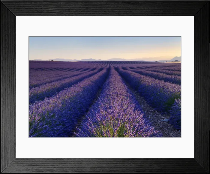 Framed Print : Lavender field (Lavendula augustifolia) at sunrise, Plateau de Valensole, Provence, Provence-Alpes-Cote d Azur, Alpes de Haute Provence, Southern France, France Framed Print : Lavender field (Lavendula augustifolia) at sunrise, Plateau de Valensole, Provence, Provence-Alpes-Cote d Azur, Alpes de Haute Provence, Southern France, France