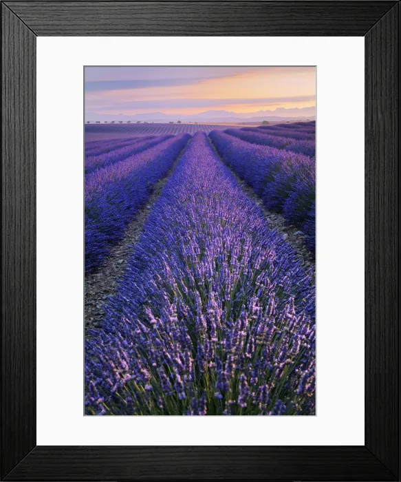 Framed Print : Lavender field at dawn, (Lavendula augustifolia), Plateau de Valensole, Provence, Provence-Alpes-Cote d Azur, Alpes de Haute Provence, Southern France, France Framed Print : Lavender field at dawn, (Lavendula augustifolia), Plateau de Valensole, Provence, Provence-Alpes-Cote d Azur, Alpes de Haute Provence, Southern France, France