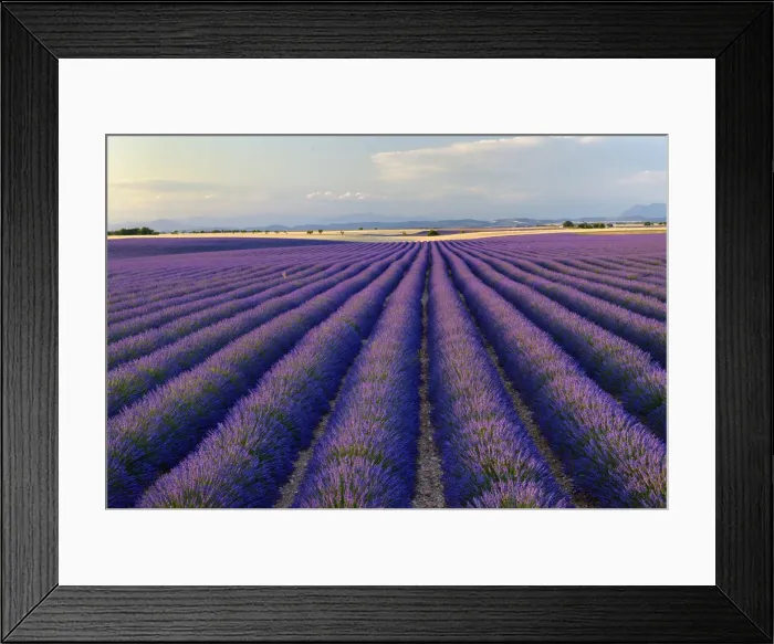 Framed Print : Lavender field (Lavendula augustifolia) at sunrise, Plateau de Valensole, Provence, Provence-Alpes-Cote d Azur, Alpes de Haute Provence, Southern France, France