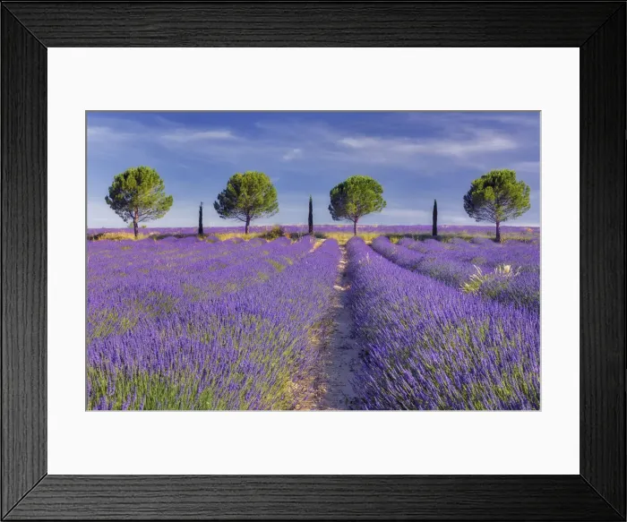 Framed Print : Line of trees - Pines and Cypress trees - in blossoming Lavender field, Provence-Alpes-Cote d Azur, Alpes de Haute Provence, Provence, South France, France Framed Print : Line of trees - Pines and Cypress trees - in blossoming Lavender field, Provence-Alpes-Cote d Azur, Alpes de Haute Provence, Provence, South France, France