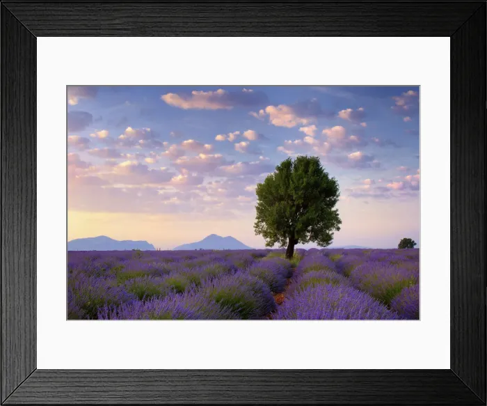 Framed Print : Walnut tree in blossoming Lavender field, (Lavandula) in morning light, Puimoisson, Provence-Alpes-Cote d Azur, Alpes de Haute Provence, Valensole, Plateau de Valensole, Provence, South France, France Framed Print : Walnut tree in blossoming Lavender field, (Lavandula) in morning light, Puimoisson, Provence-Alpes-Cote d Azur, Alpes de Haute Provence, Valensole, Plateau de Valensole, Provence, South France, France