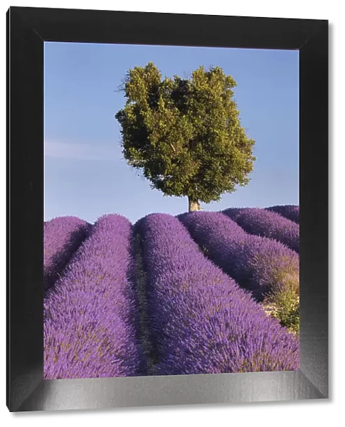 Laurel tree in Lavender field (Lavendula augustifolia), Valensole, Plateau de Valensole, Alpes-de-Haute-Provence, Provence-Alpes-Cote d Azur, Provence, France