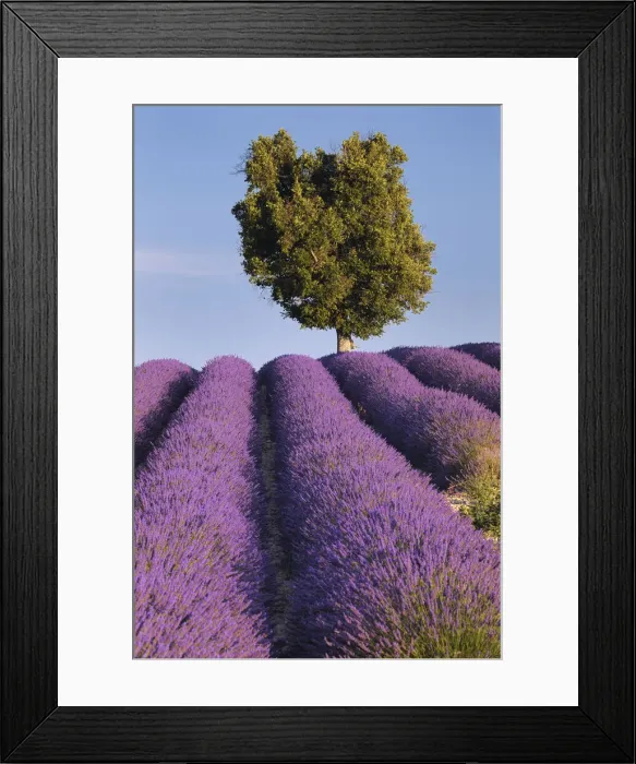 Framed Print : Laurel tree in Lavender field (Lavendula augustifolia), Valensole, Plateau de Valensole, Alpes-de-Haute-Provence, Provence-Alpes-Cote d Azur, Provence, France Framed Print : Laurel tree in Lavender field (Lavendula augustifolia), Valensole, Plateau de Valensole, Alpes-de-Haute-Provence, Provence-Alpes-Cote d Azur, Provence, France