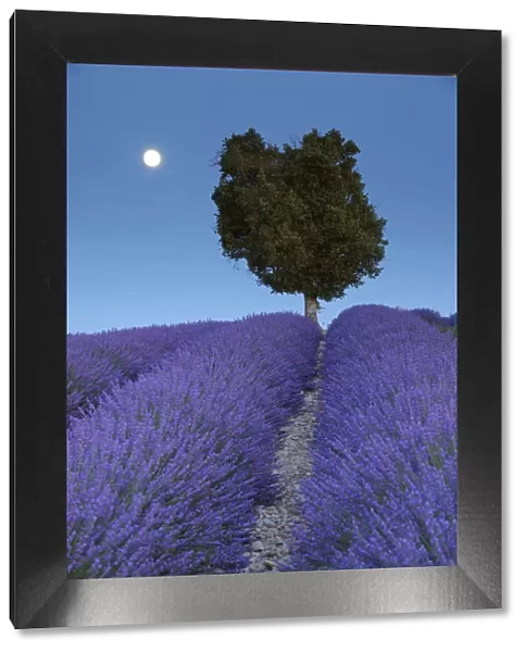 Laurel tree in the lavender field in the moonlight, (Lavendula augustifolia), Valensole, Plateau de Valensole, Alpes-de-Haute-Provence, Provence-Alpes-Cote d Azur, Provence, France