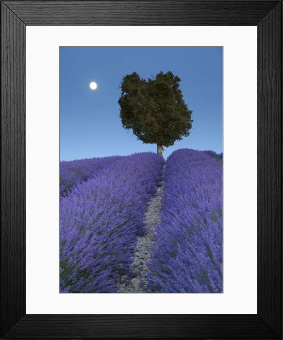 Framed Print : Laurel tree in the lavender field in the moonlight, (Lavendula augustifolia), Valensole, Plateau de Valensole, Alpes-de-Haute-Provence, Provence-Alpes-Cote d Azur, Provence, France Framed Print : Laurel tree in the lavender field in the moonlight, (Lavendula augustifolia), Valensole, Plateau de Valensole, Alpes-de-Haute-Provence, Provence-Alpes-Cote d Azur, Provence, France